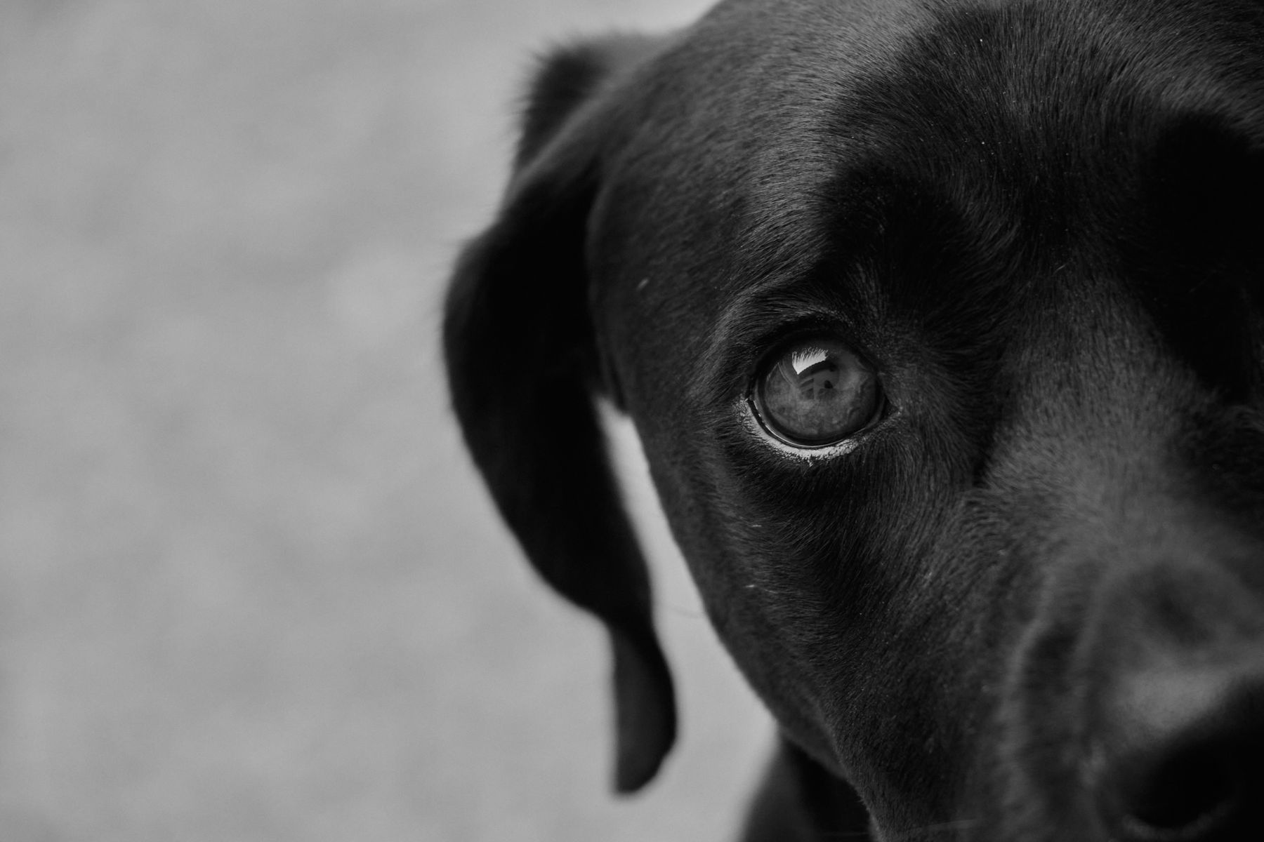 Pet photography